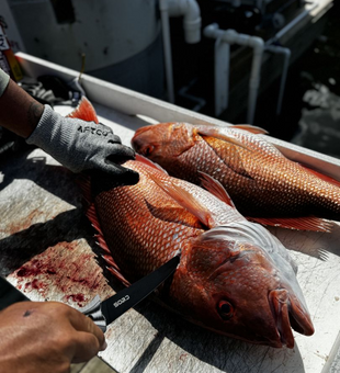 Cast, catch, and conquer the Gulf Coast.